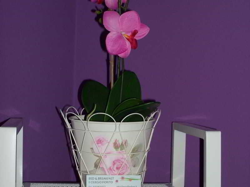 Bed&Breakfast Il Ciliegio Fiorito 索马伦巴多 外观 照片